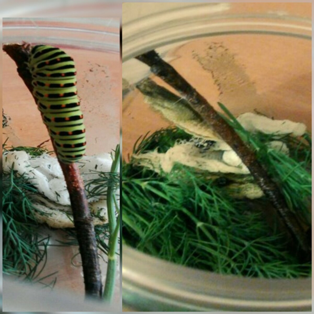 Процесс окукливания