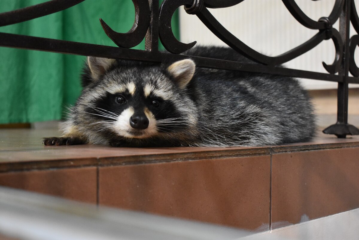 Кафе с енотами. Кофейня енот. Антикафе с енотами. Антикафе с енотами. Антикафе с енотами.