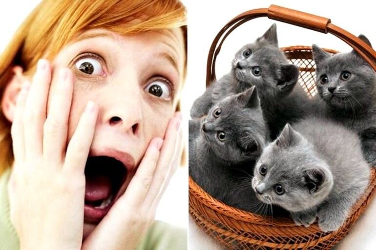 Да-да, оказывается не все любят котиков, кто-то их очень боится (фото Яндекс)