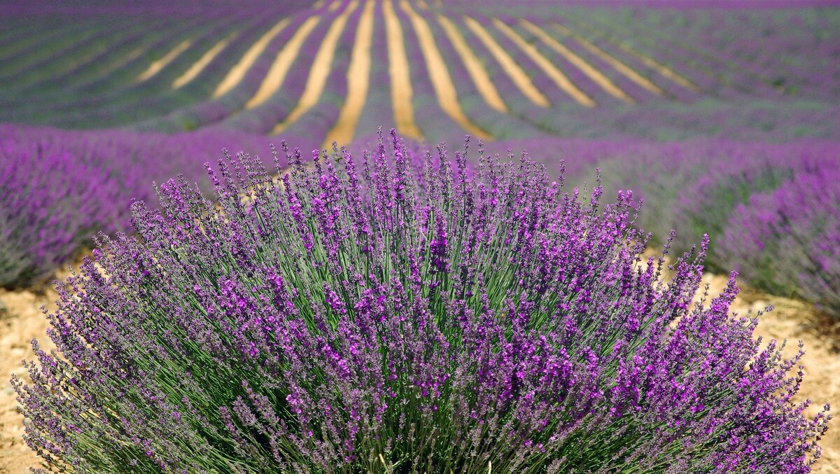фото:pixabay.com
