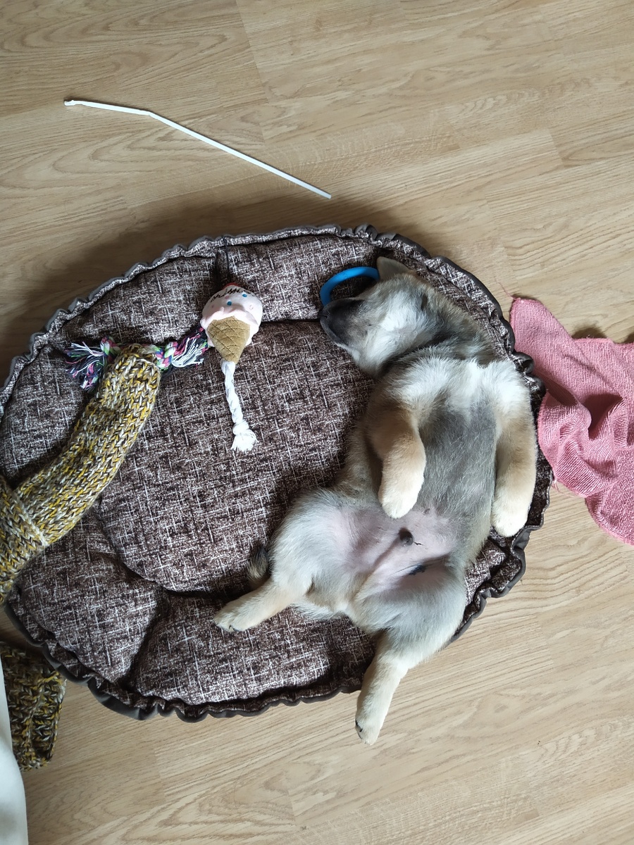 Уставший после игры Юки