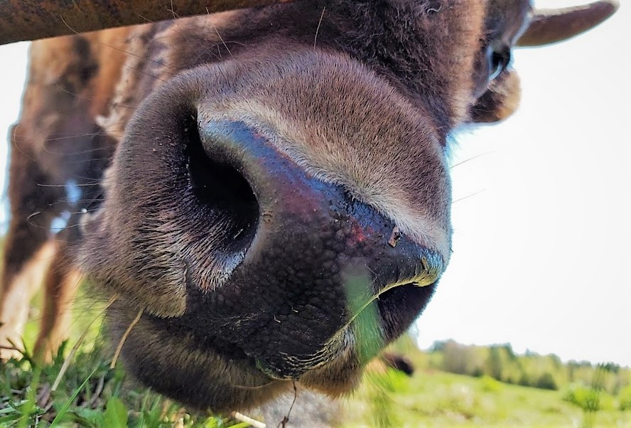 Поставьте лайк шершавому носу =)