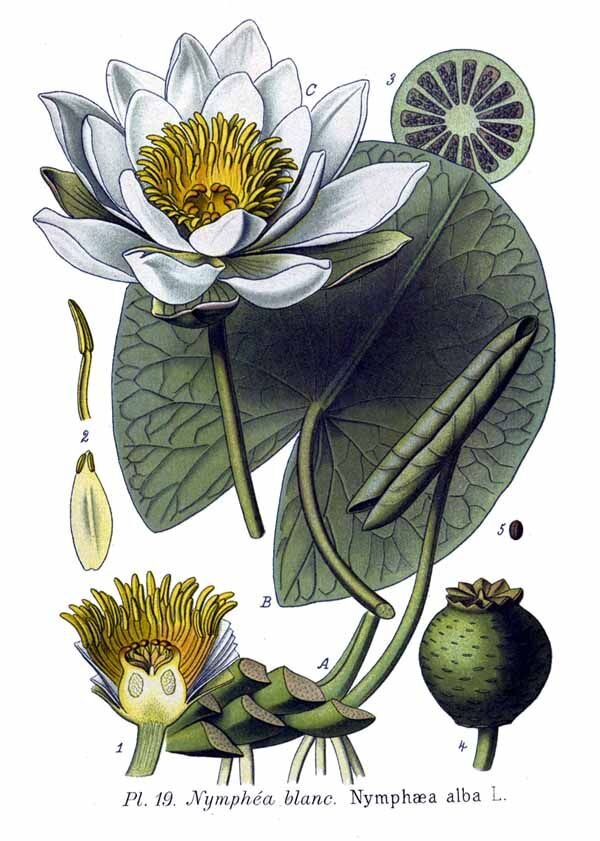 Иллюстрация из Atlas des plantes de France, vol. 2: t. 19 (1890)