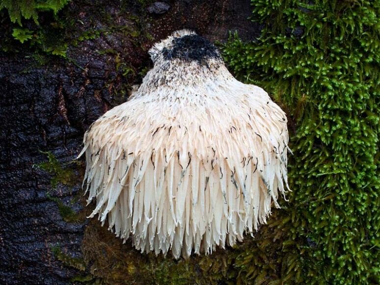 Ежевик Гребенчатый в природе.