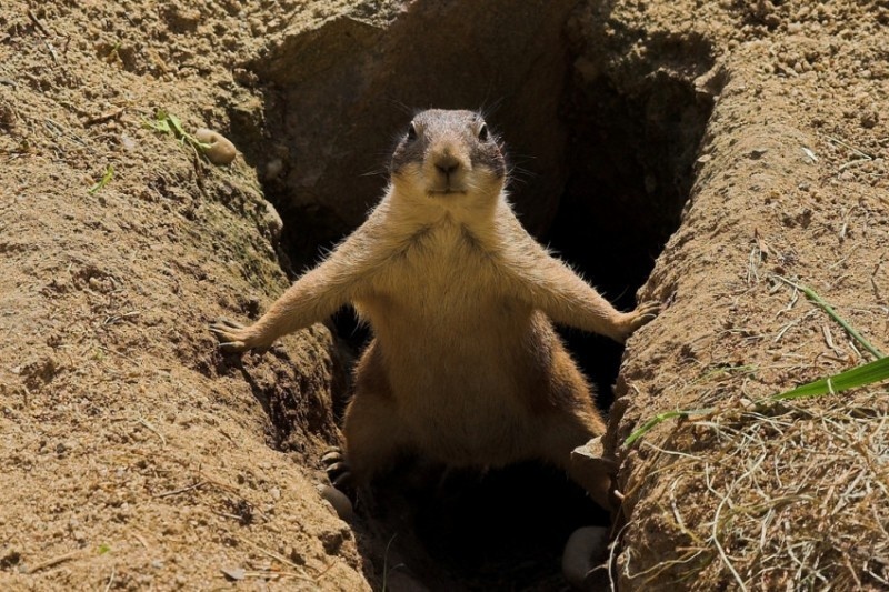 Фото из открытого источника