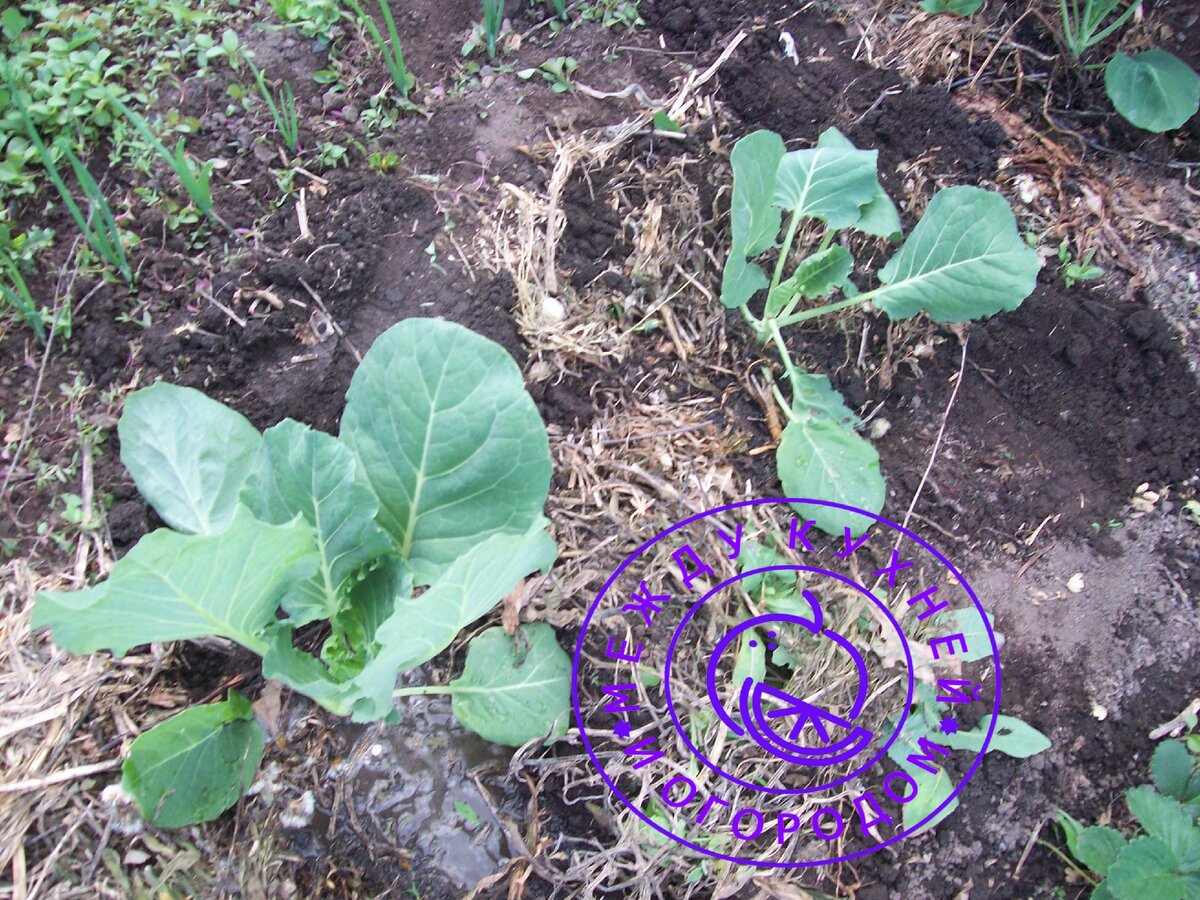 После посадки еще раз поливаю.