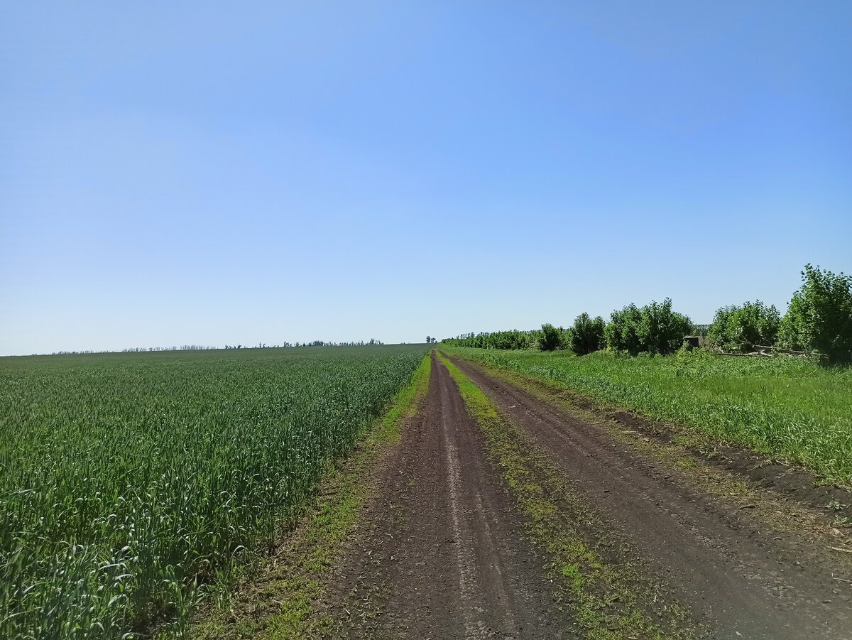полевая дорога