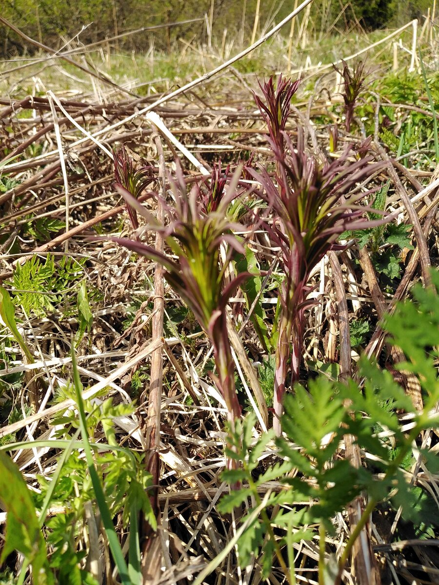 Молодые побеги иван-чая