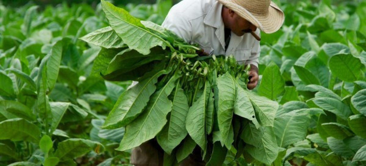 листья табака