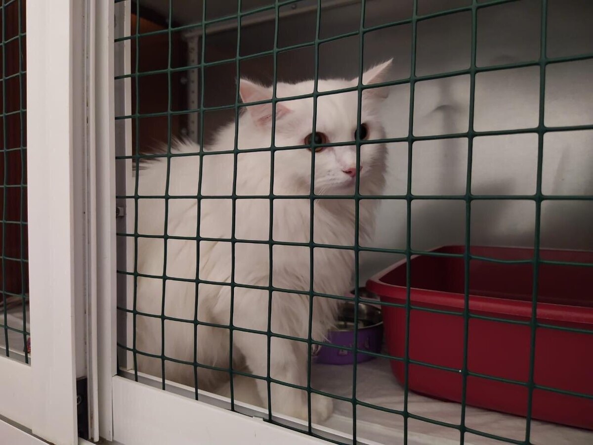 Спасенная ангорочка Тина