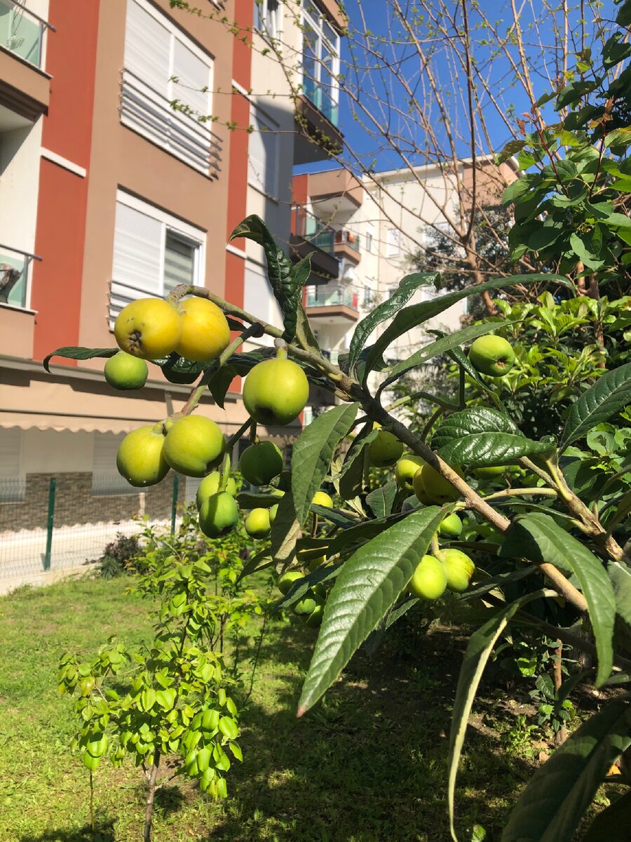А еще у нас во дворе фрукты растут;)