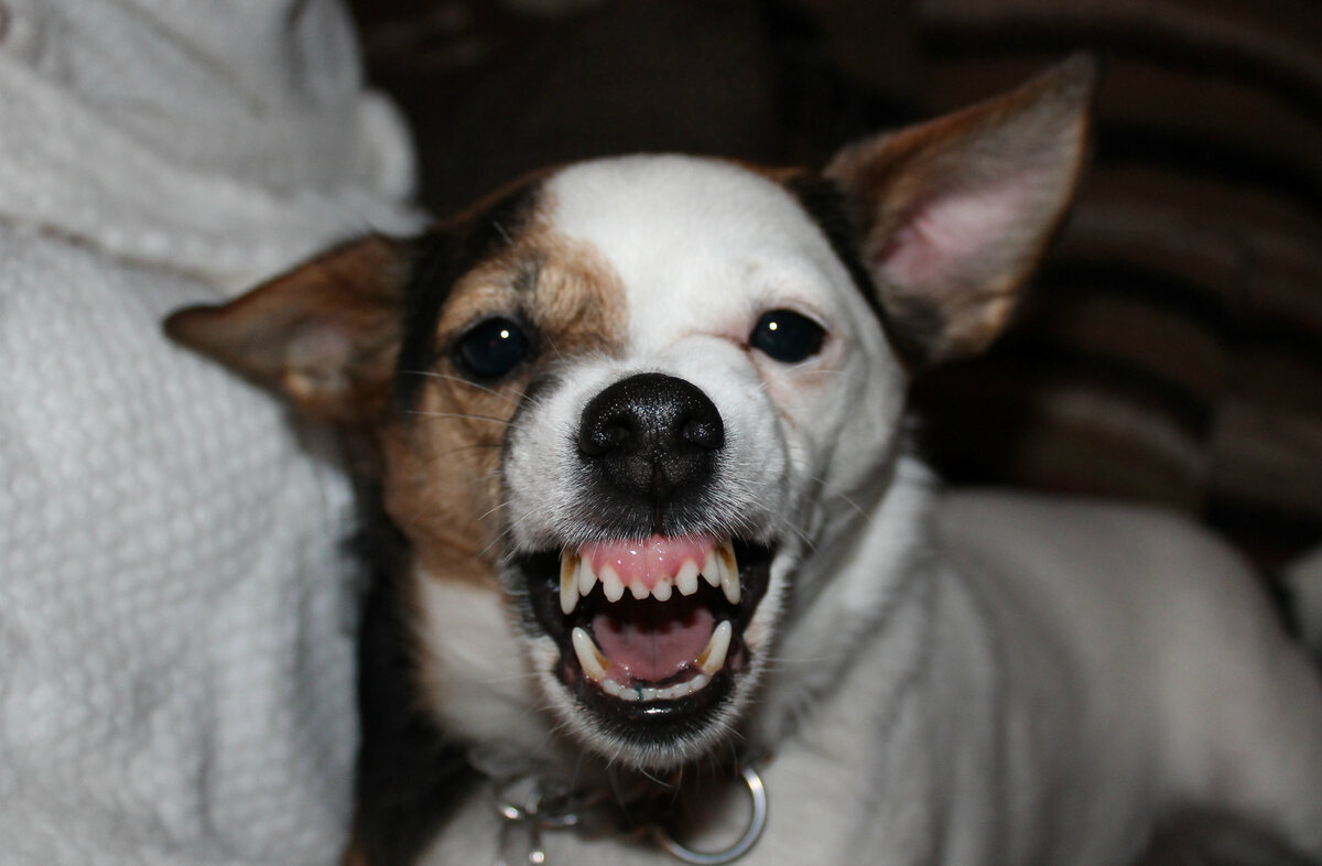 собака с косточкой в зубах. почему собака рычит. агрессивная собака. немецкая овчарка лает.