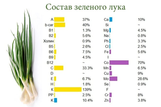 Пищевая ценность лука
