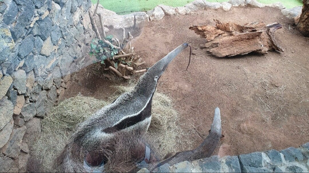 Огромные муравьеды.