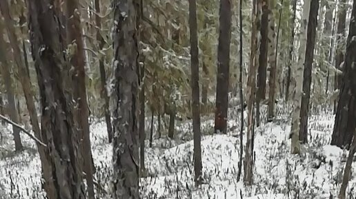 Многодетная жизнь в тайге: Леший, Лешёнок и куча собак