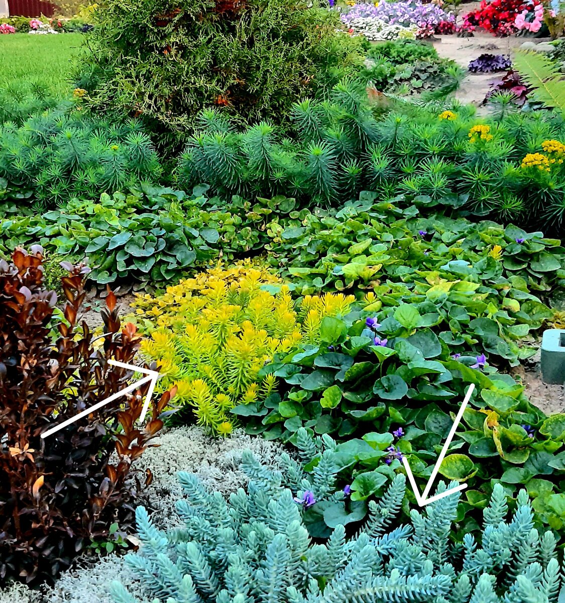 Мои скальные отогнутые очитки Ангелина и Блю Спрус