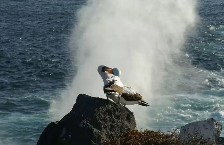 Фото из WIKIMEDIA COMMONS