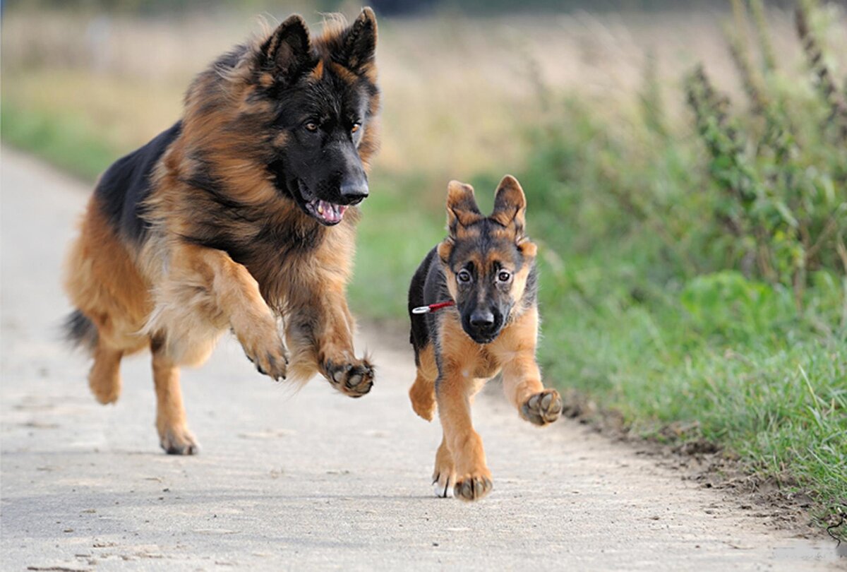 Немецкие овчарки разновозрастные из свободного источника Интернета