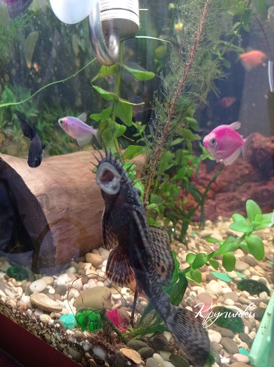 Самец анциструса (бывший плекостомус), видны наросты на голове