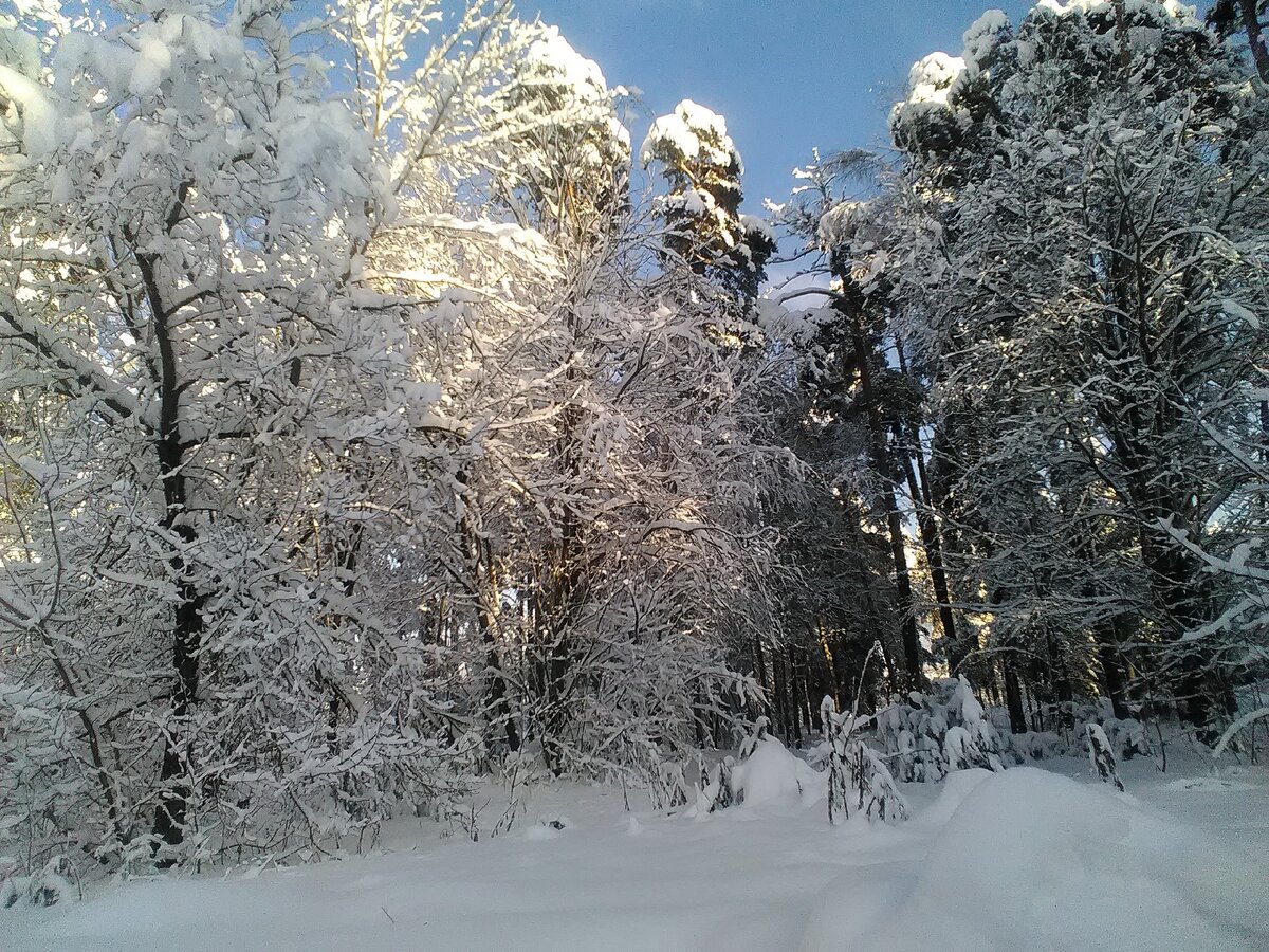 Вот такая красота в лесу!