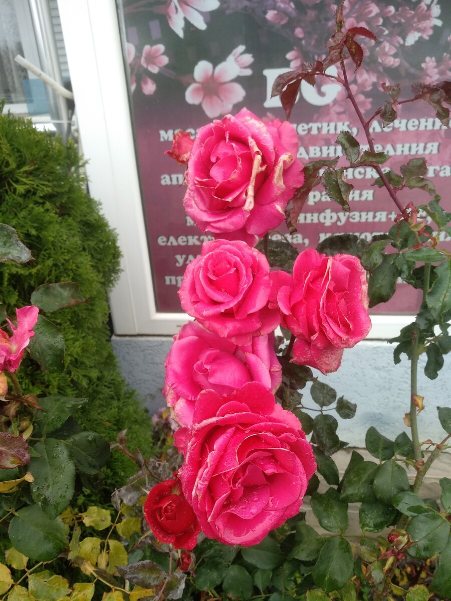 Розы цветут круглый год ))