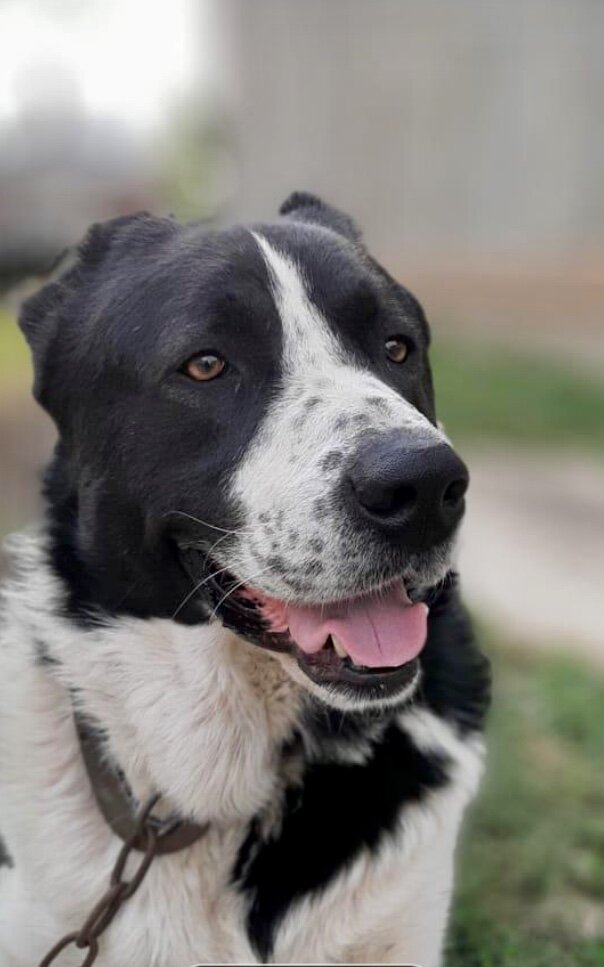 Алабай Азик, который бесит всех моих соседей.