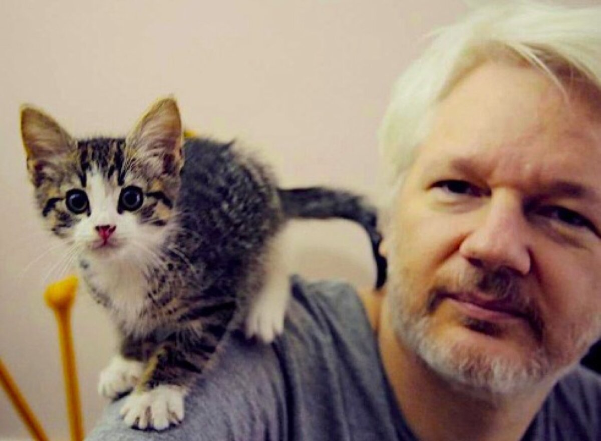 boredomtherapy.com Основатель WikiLeaks Джулиан Ассандж со своим котом Мики