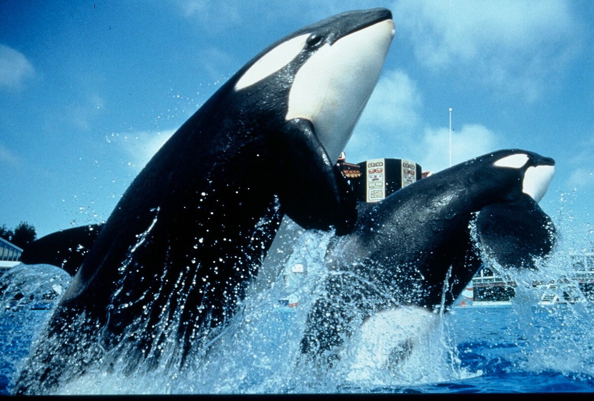 «Львиное сафари» - это парк, в котором около тысячи разных животных. Рассоложен этот уголок природы в Орландо. Там животные ведут полностью естественный образ жизни и абсолютно не обращают внимания на туристов, которые сюда приезжают на автомобилях.

Огромная территория парка, а также климат Флориды позволяют обитать тут экзотическим животным, создавая для них хорошие условия обитания.

Тут вы увидите таких животных как слоны, львы, зебры, антилопы, носороги, шимпанзе, жирафы и другие. Еще в парке есть озеро с небольшим островком, где живут обезьянки и гуляют прекрасные розовые фламинго.

Советую не упустить побывать в маленьком Эдеме, и там животных сфотографировать с близкого расстояния. После посещения этого заповедника у вас останутся лучшие впечатления.