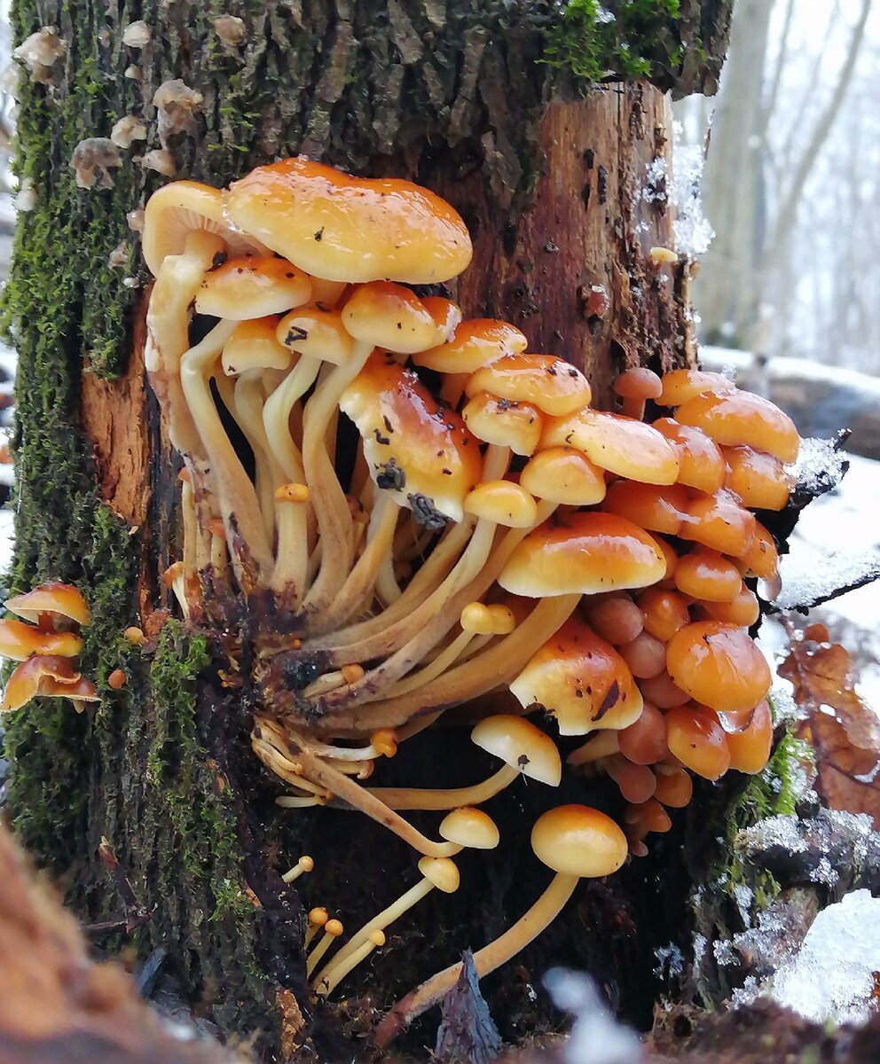 фото опят съедобных