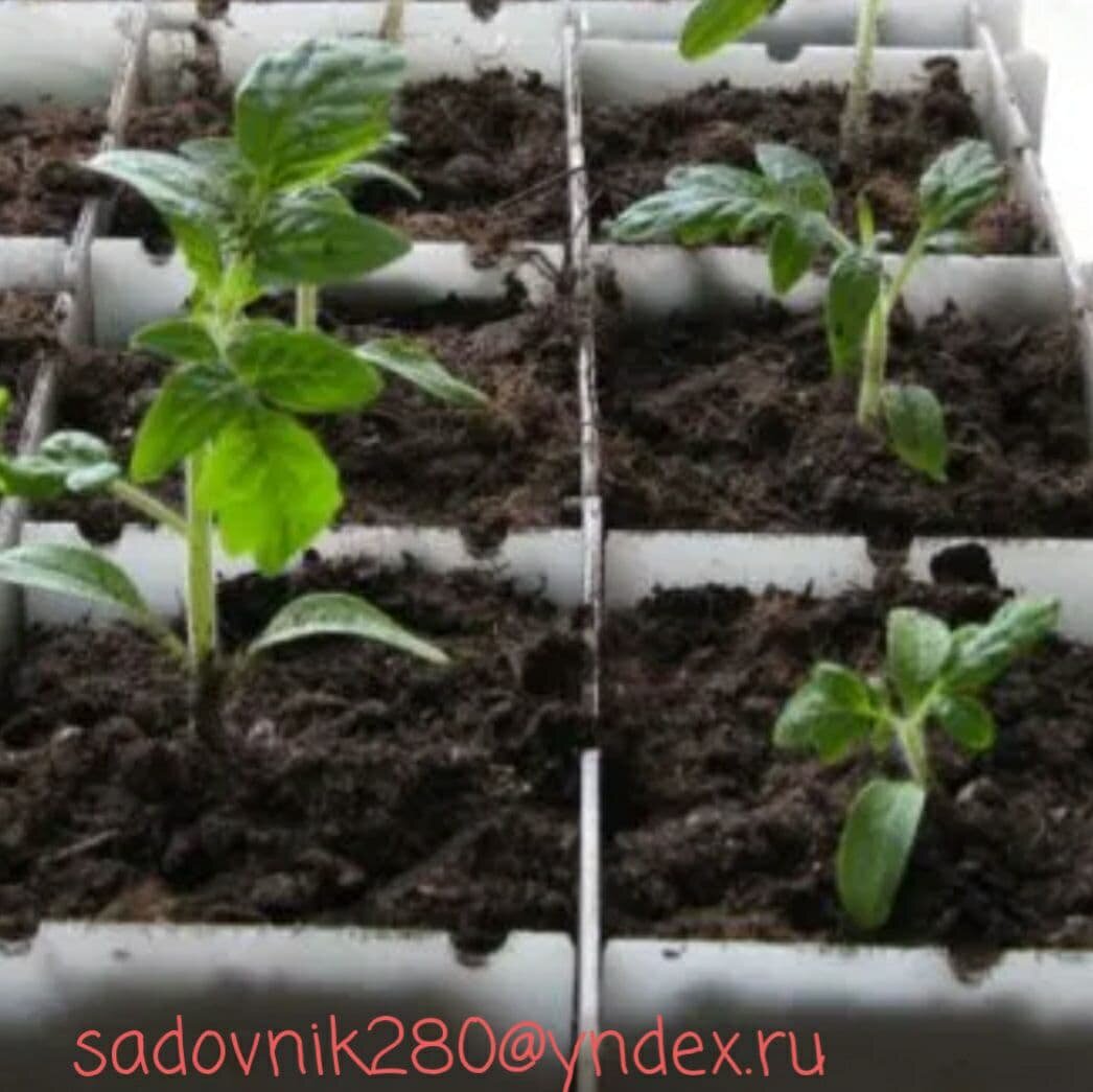 Фото-коллаж автора Алесад.