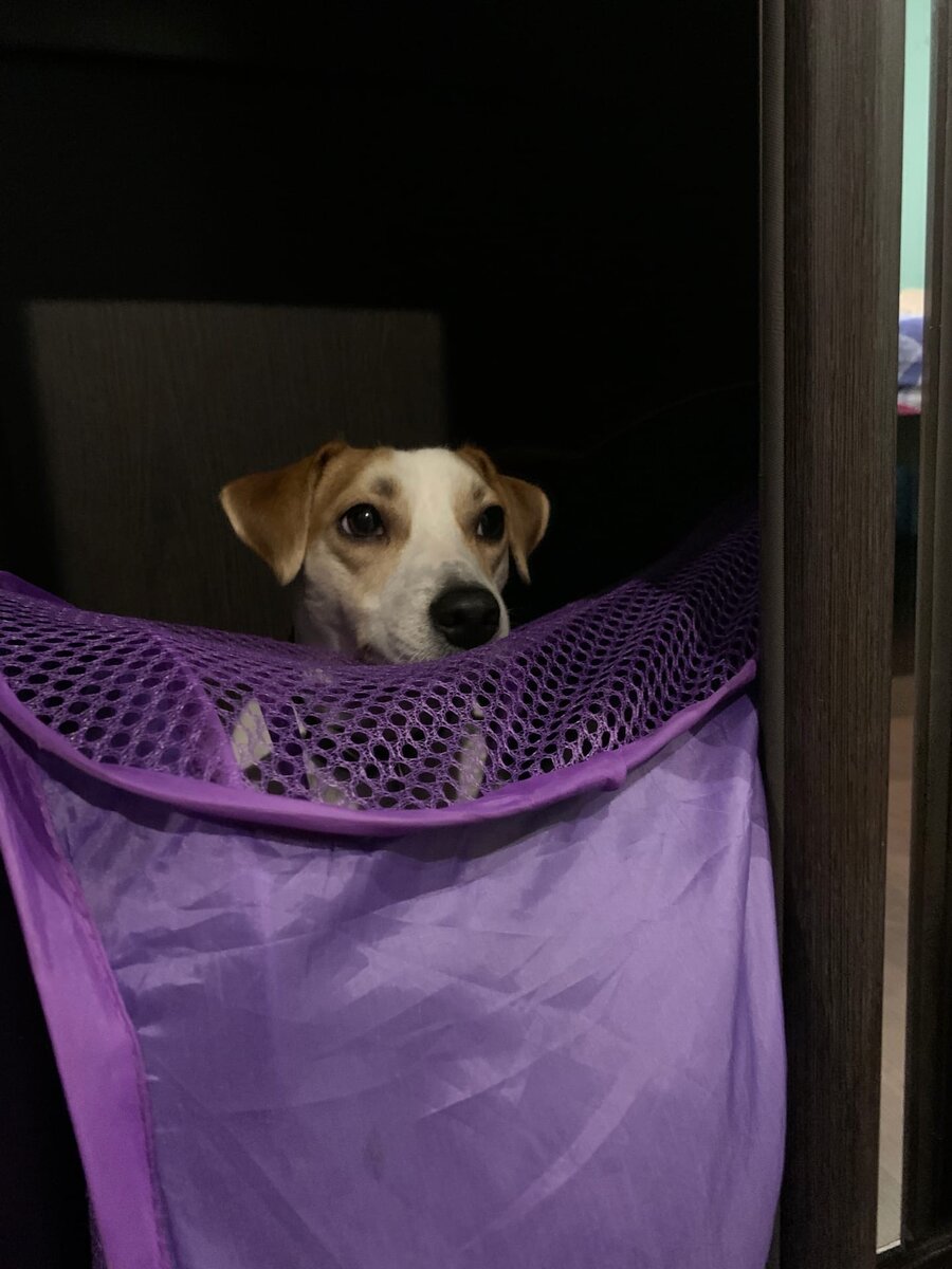 Излюбленное место - шкаф.