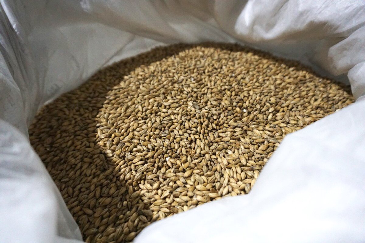 А на этой фотографии вы можете увидеть солод, из которого мы варим наше пиво. Мы долго подбирали лучшие ингредиенты и остановили свой выбор именно на этом солоде, чтобы радовать всех стабильным, насыщенным вкусом и ароматом нашего напитка!