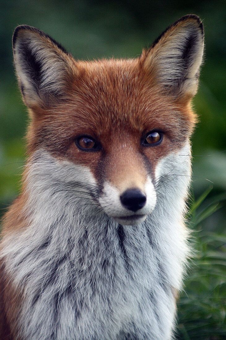 Взято с яндекс фото 