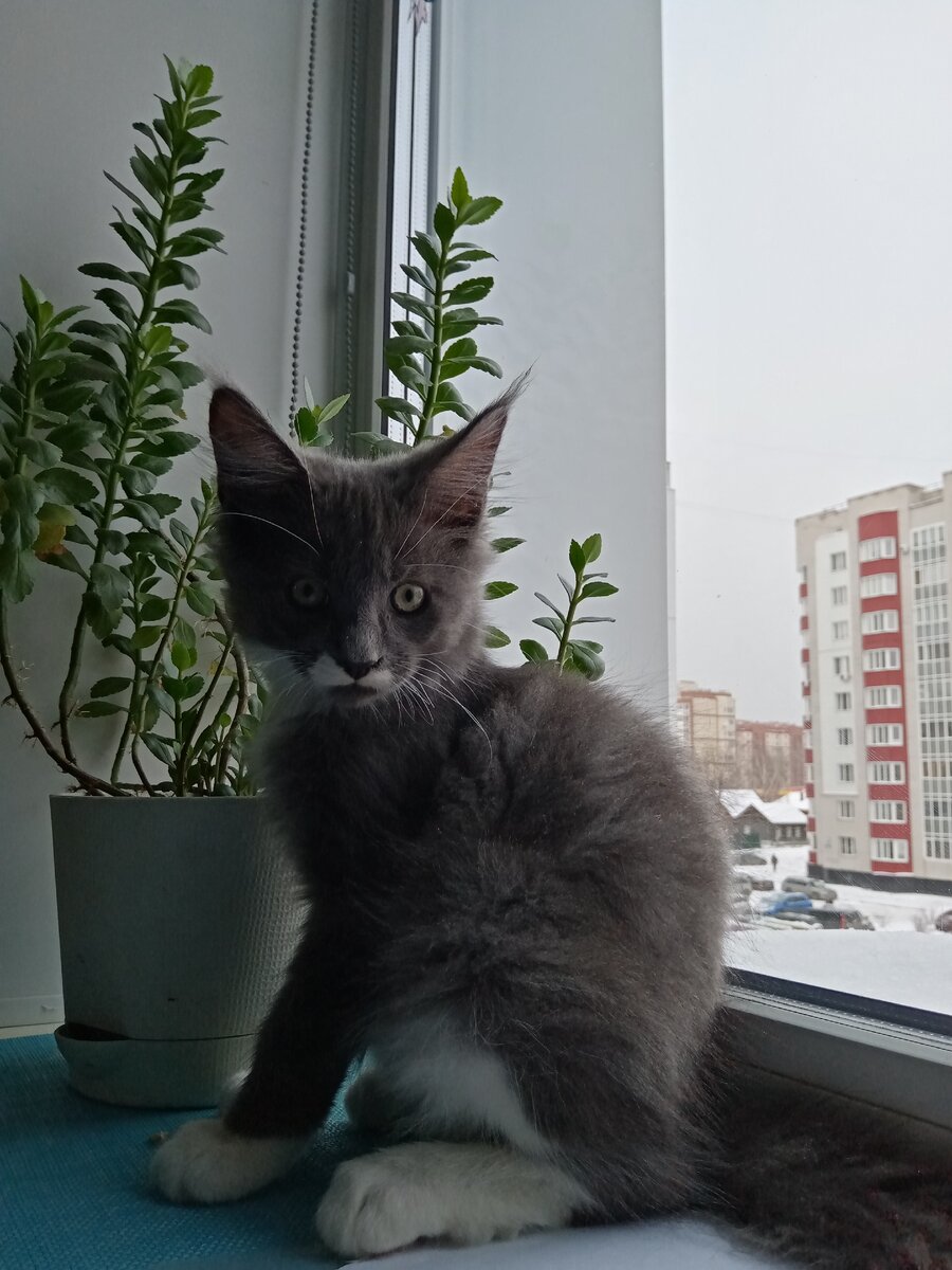 Котенок Смоки