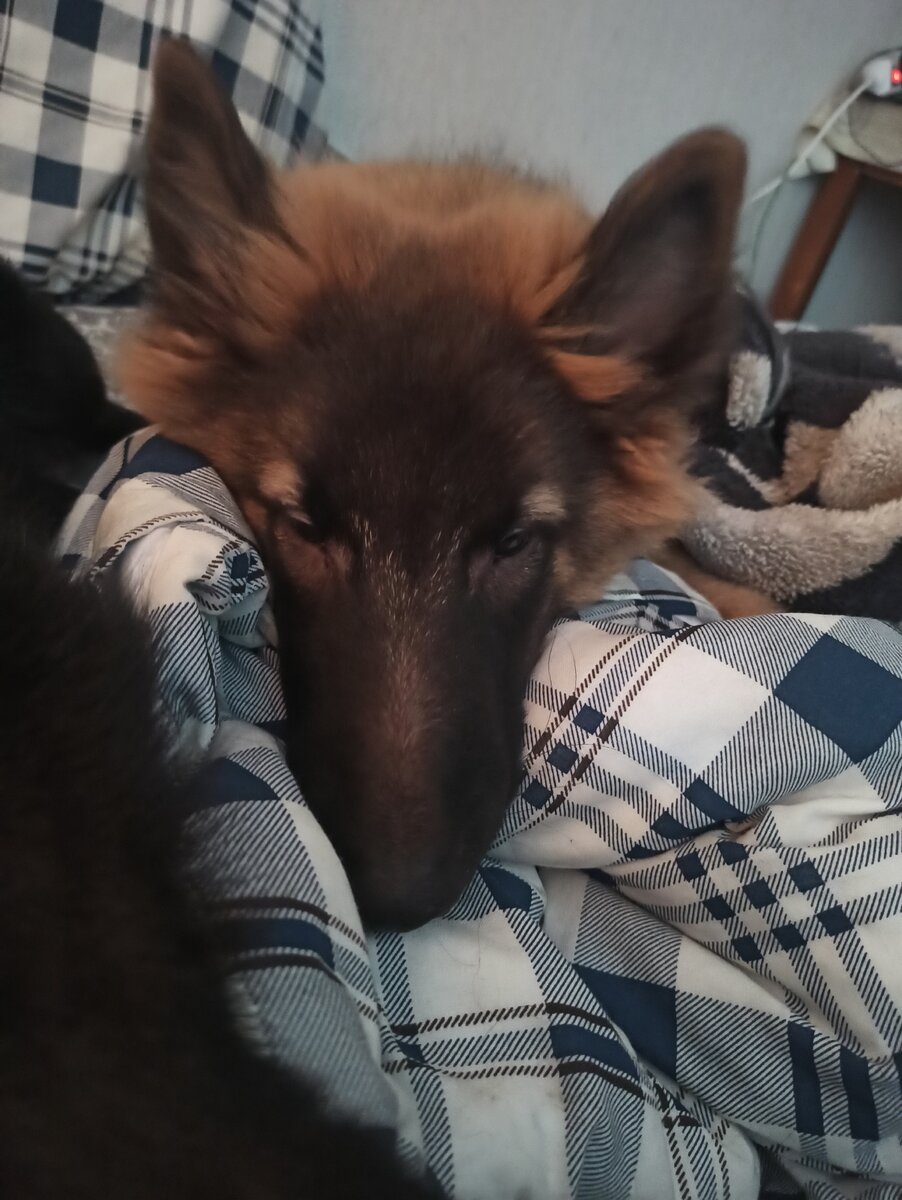 Щенок тервюрен