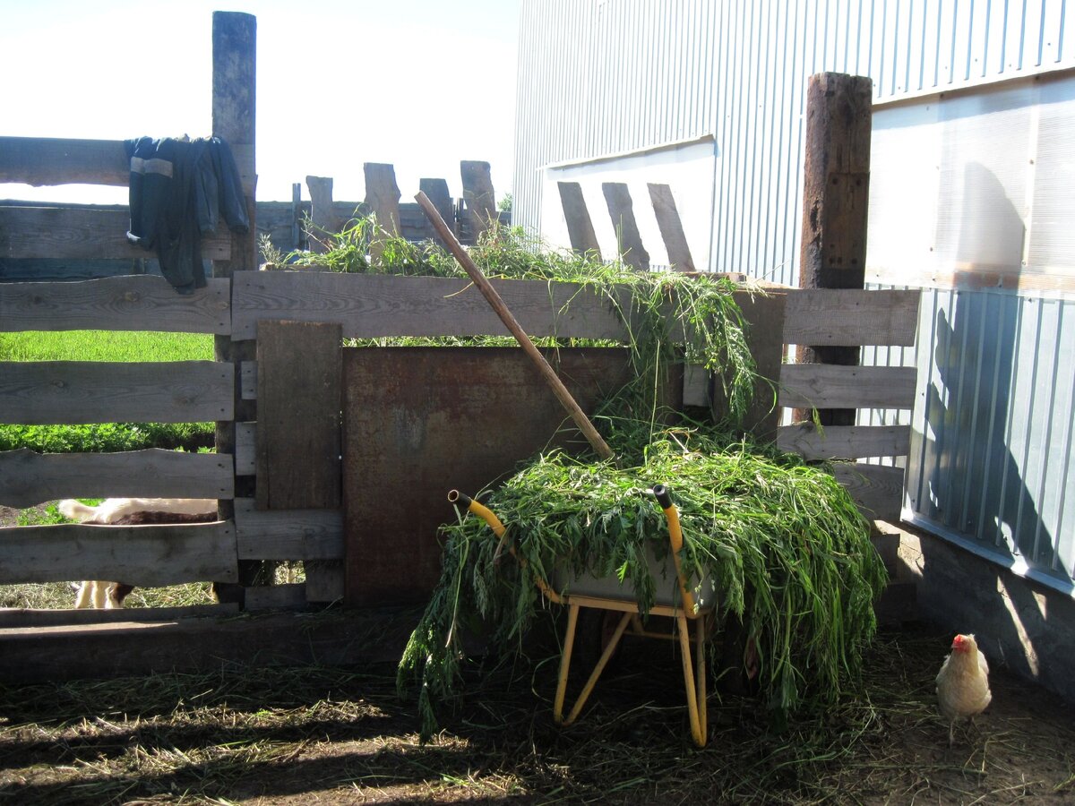 Скошенная трава для козлят.