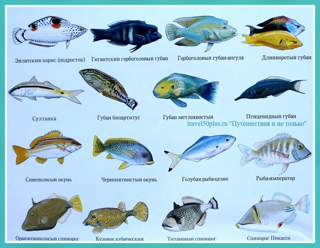 Обитатели красного моря названия