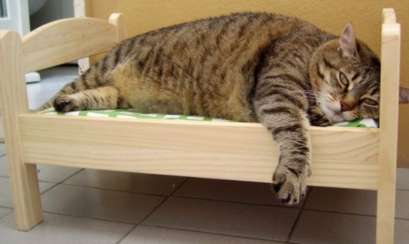 https://omoro.ru/wp-content/uploads/2017/10/pro_animals-116.jpg