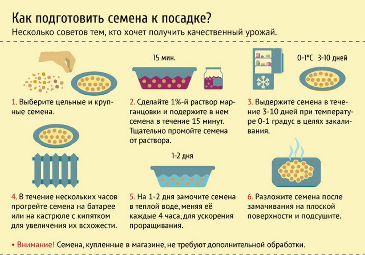 Проблемы семеноводства овощных культур