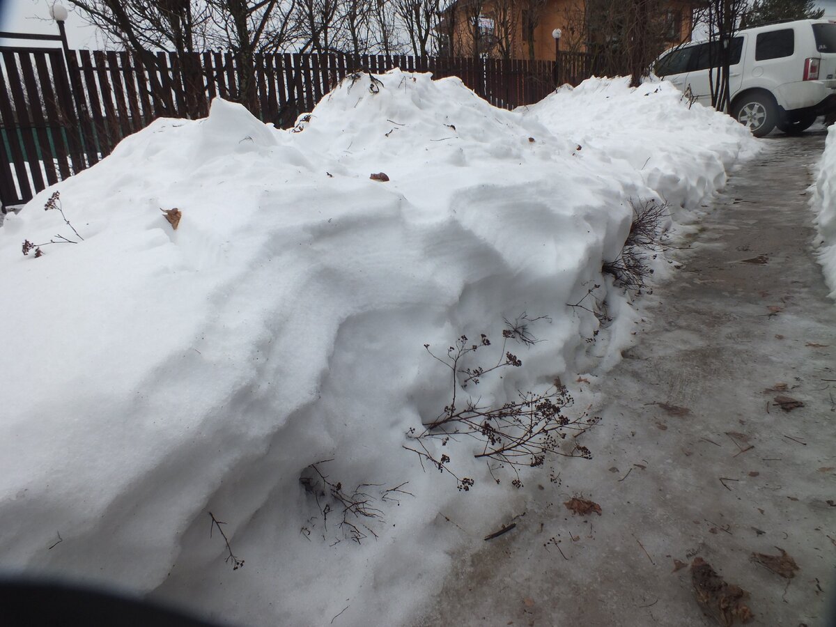 Кустики под снегом у дорожки