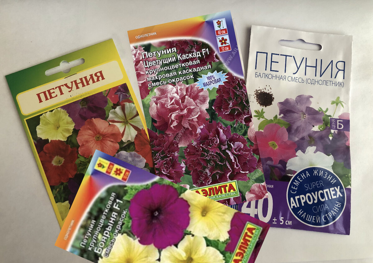 Мои семена петуний, фото автора