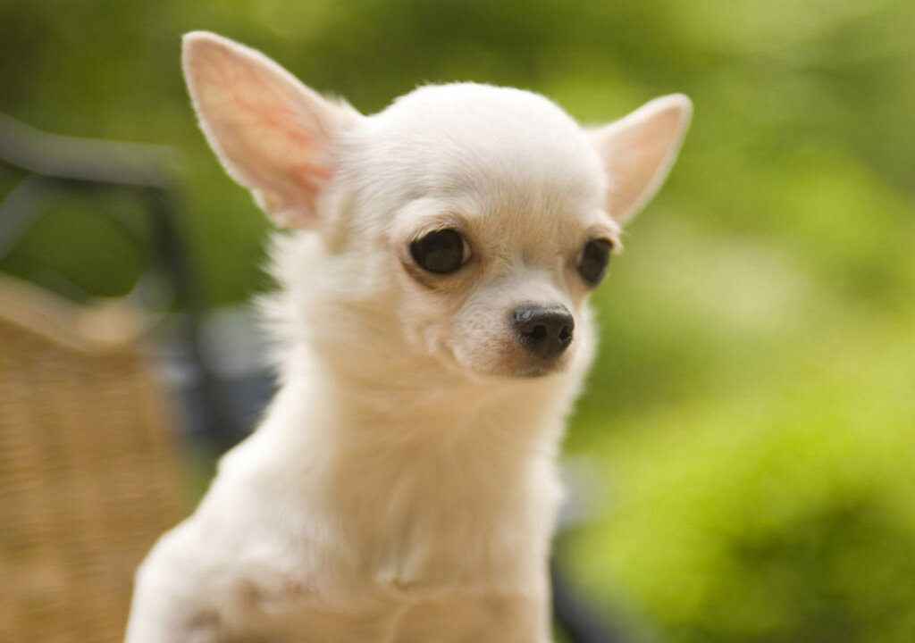 открытый источник