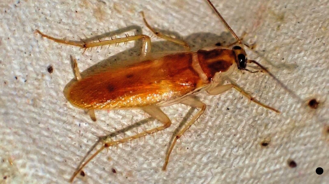 Рыжий таракан