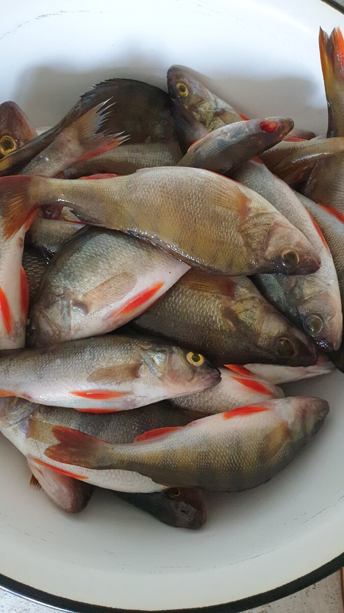 Окунь речной