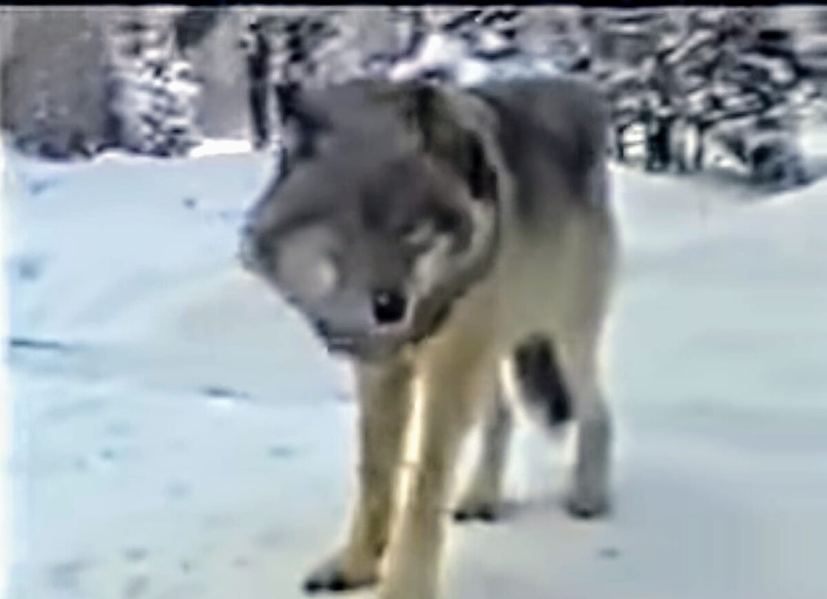 (фотография Воя из архива 2006 года)