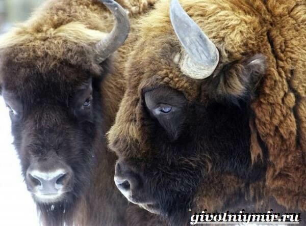 На фото Беловежский зубр