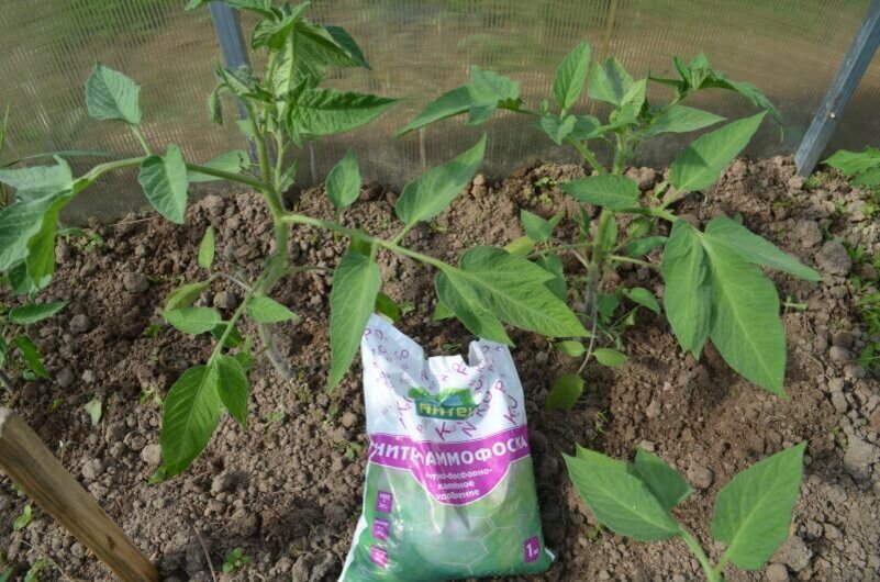 Вношу комплексное удобрение под кусты томатов.