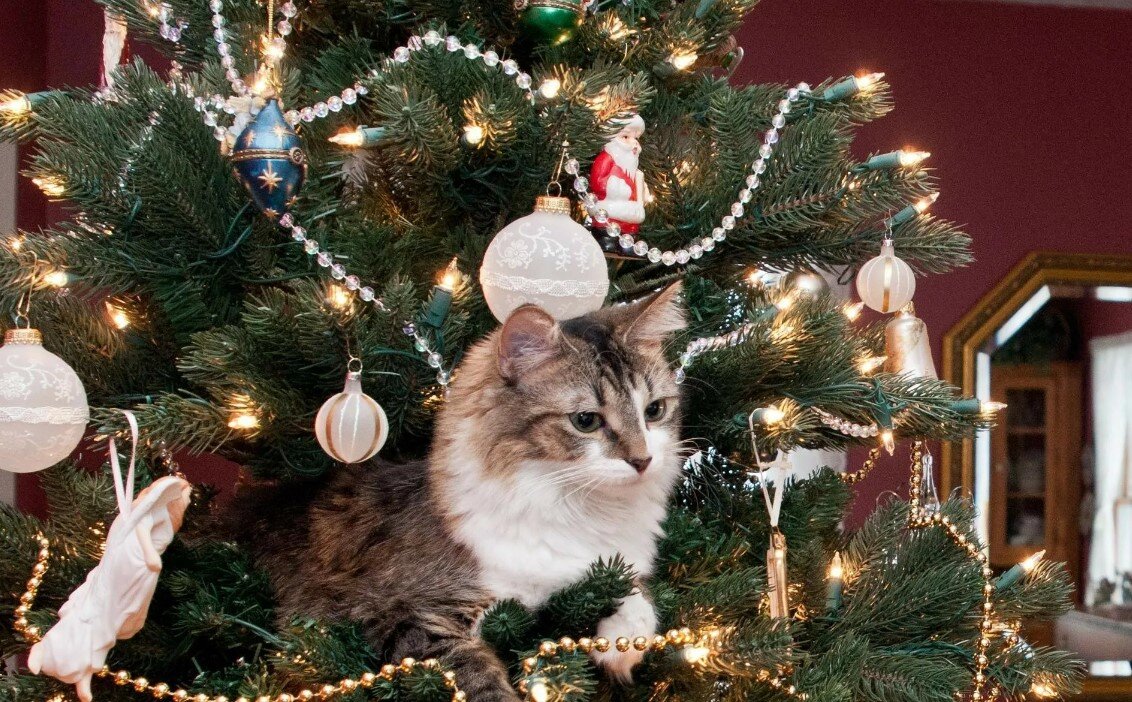Кошка сидит на елке