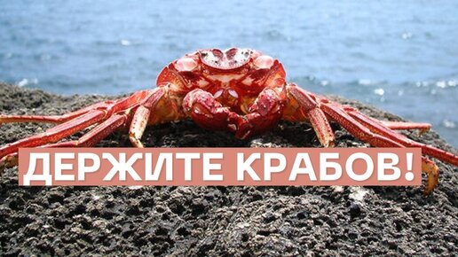 Камчатские крабы из Баренцева моря достигли Британии