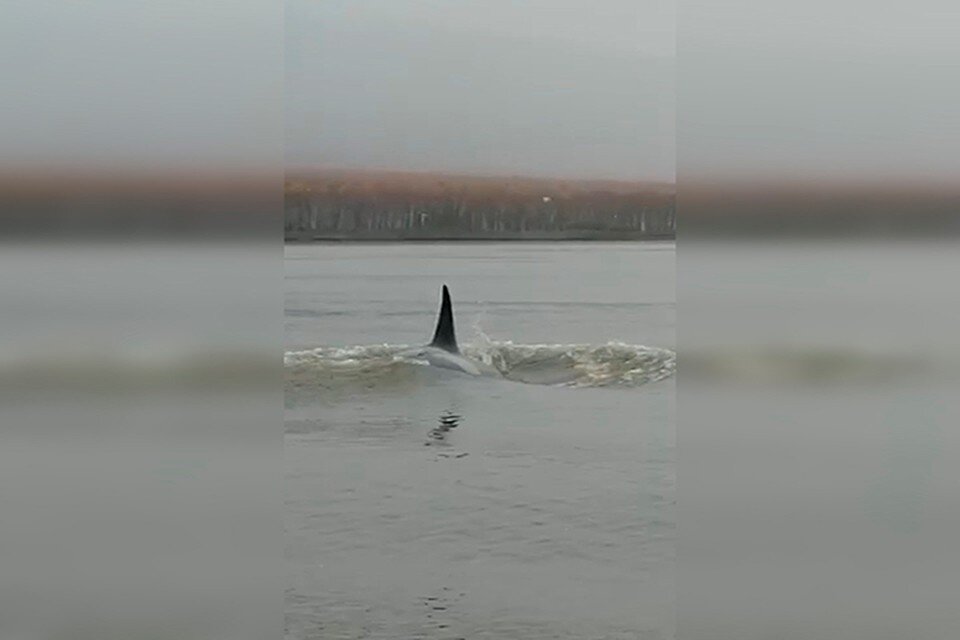     Взрослая особь и два детеныша отправились к Охотскому морю Фото: скриншот из видео